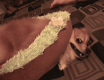 21 Dogs Who Aren't At All Guilty About What They've Done