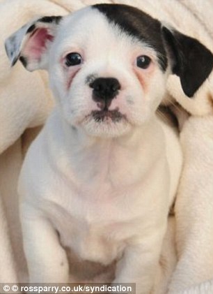 Puppy Patch, a shih tzu and French bulldog cross from Walmgate, Yorkshire, who was nicknamed Adolf