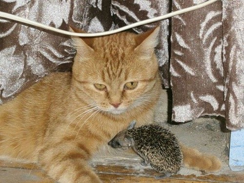 Котоёжки
