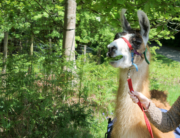 However, Freddie, like most llamas, can become distracted by other things — like eating leaves...
