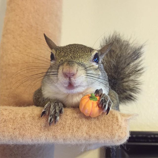 October has finally arrived. So many wonderful things happen in this month. One of those being Jill's birthday!  <a href='/tag/petsquirrel' target='_blank'>#petsquirrel</a> <a href='/tag/squirrel' target='_blank'>#squirrel</a> <a href='/tag/squirrel' target='_blank'>#squirrel</a>s <a href='/tag/squirrel' target='_blank'>#squirrel</a>love <a href='/tag/squirrel' target='_blank'>#squirrel</a>life <a href='/tag/squirrel' target='_blank'>#squirrel</a>sofig <a href='/tag/squirrel' target='_blank'>#squirrel</a>sofinstagram <a href='/tag/easterngreysquirrel' target='_blank'>#easterngreysquirrel</a> <a href='/tag/easterngraysquirrel' target='_blank'>#easterngraysquirrel</a> <a href='/tag/ilovesquirrels' target='_blank'>#ilovesquirrels</a> <a href='/tag/petsofinstagram' target='_blank'>#petsofinstagram</a> <a href='/tag/petphotography' target='_blank'>#petphotography</a> <a href='/tag/squirrel' target='_blank'>#squirrel</a>girl <a href='/tag/jill' target='_blank'>#jill</a> <a href='/tag/thisgirlisasquirrel' target='_blank'>#thisgirlisasquirrel</a> <a href='/tag/pumpkin' target='_blank'>#pumpkin</a> <a href='/tag/pumpkin' target='_blank'>#pumpkin</a>s <a href='/tag/mini' target='_blank'>#mini</a> <a href='/tag/cattree' target='_blank'>#cattree</a> <a href='/tag/october' target='_blank'>#october</a> <a href='/tag/fall' target='_blank'>#fall</a> <a href='/tag/fall' target='_blank'>#fall</a>yall
