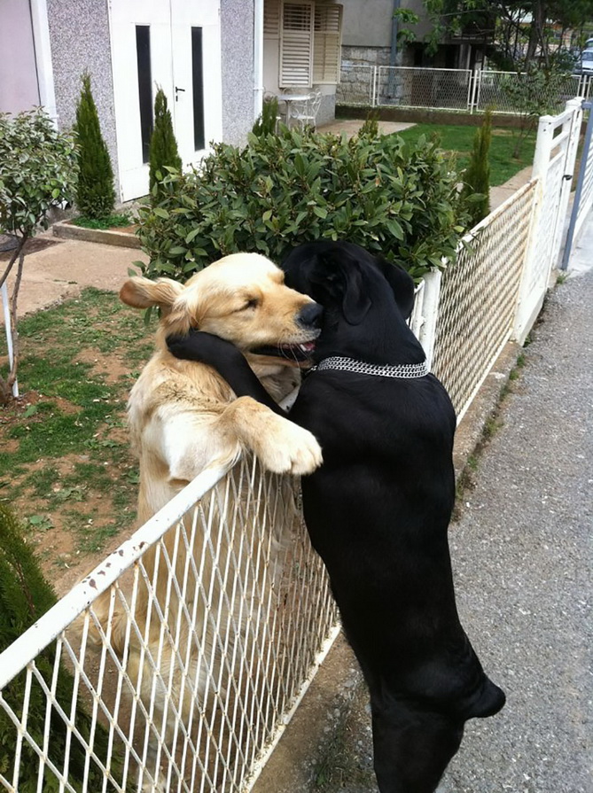 10. 2 dogs hugging