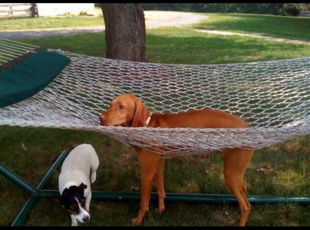 This dog who didn't realize hammocks have holes in them: