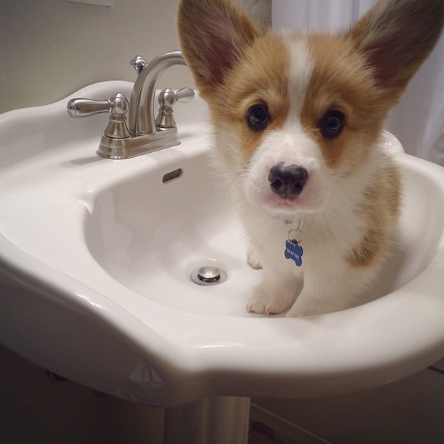 This fluffy buddy who made bath time not so bad.