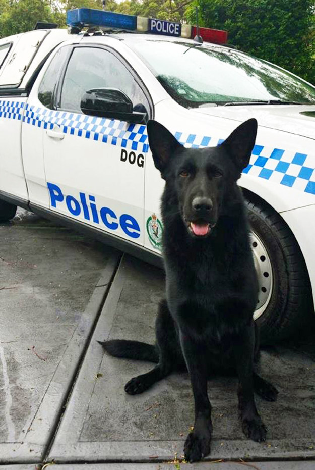 A police dog called Marco is being hailed as a hero for tracking down a man who was clinging to a tree above a river, after he went missing from a nursing home in Wyong, NSW.