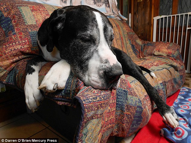 Yogi, who measures 6ft 10in from nose to tail, even has his own two-seater sofa at the family home