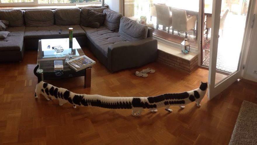 panoramic-photo-fail-cat-e-pillar-1