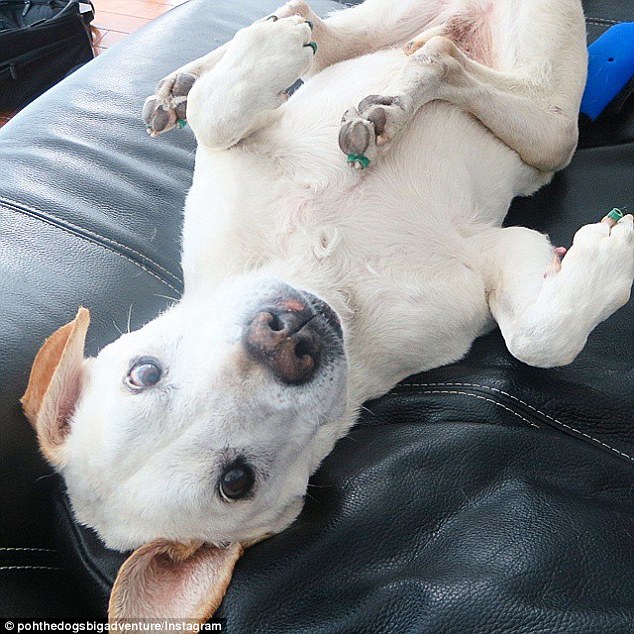 Still here! This image was captioned: 'Morning world! pohthedogsbigadventure still here to enjoy another day'