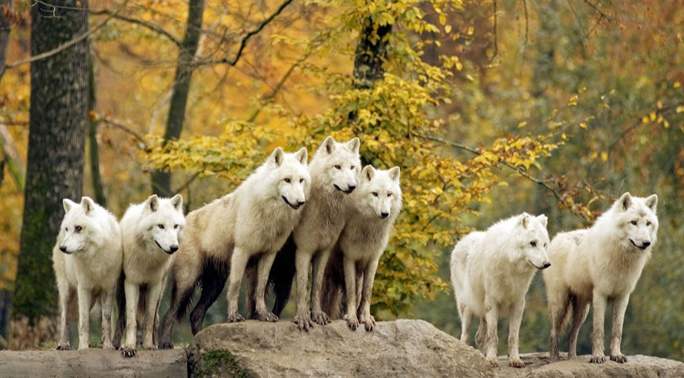 Golden fall foliage and pack of white wolves