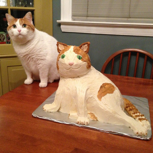 But bigger cats make for bigger cakes.