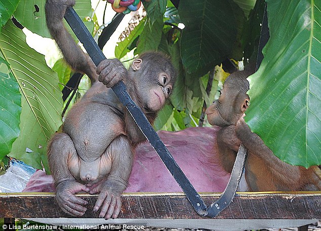 New friends: After spending ten months caged and alone, a new video shows Budi (left) joyfully playing with another primate