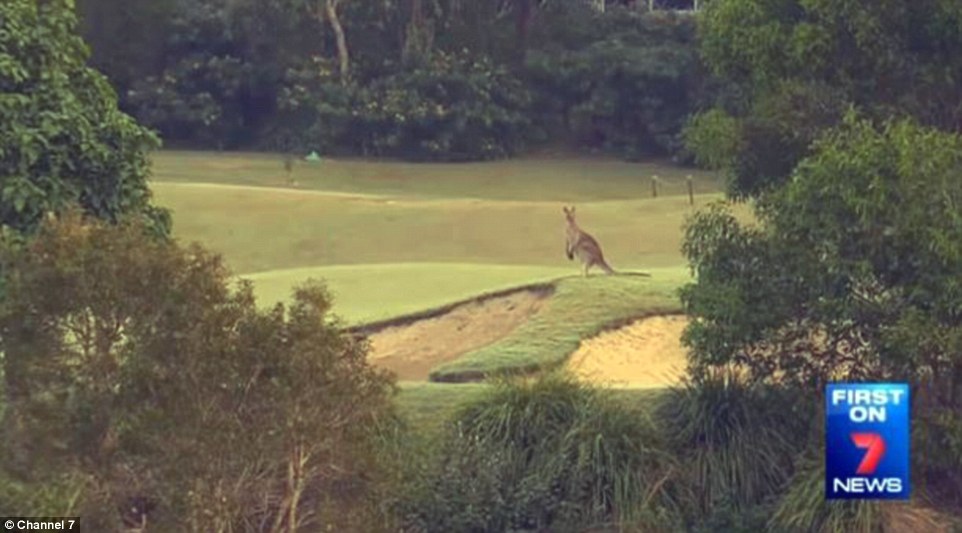Hanging out: the two meter tall kangaroo has been spotted at the local golfing club as well as playgrounds