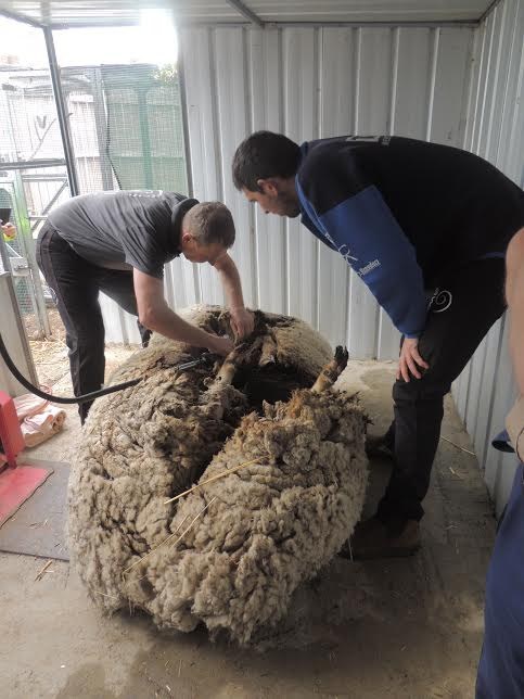 It took a team of five shearers more than 40 minutes to finish the job.