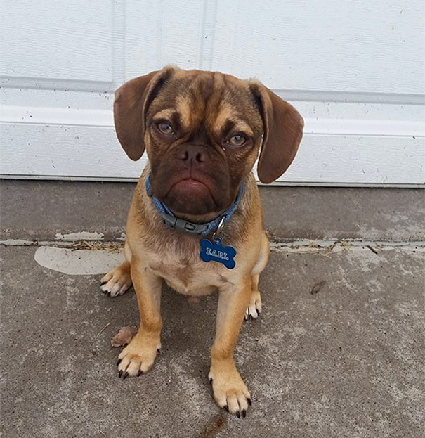 grumpy-dog-earl-puggle-meme-7