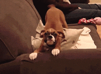 28 Animal GIFs Guaranteed To Make Your Worries Disappear