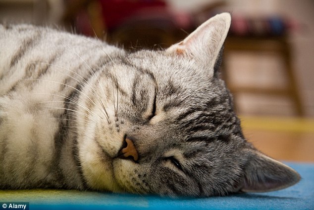 The parasite can make rodents easy prey for cats, like the one above, as it lessens their fear of the predators and can even make rats find cat urine attractive. This allows the parasite to spread between hosts easily