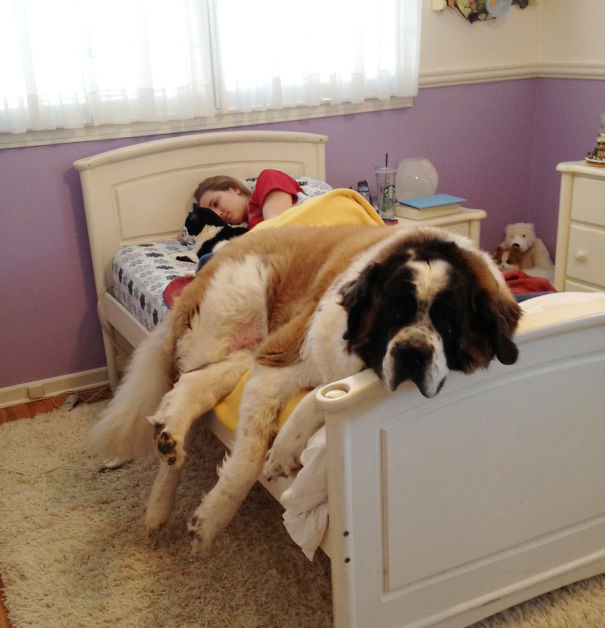 Dog In Bed