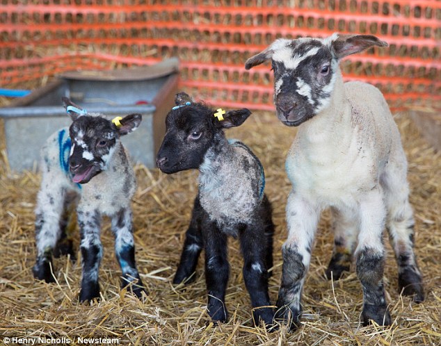 Hagrid the lamb (right) is thought to be the biggest ever born in the UK, measuring 14inches tall and weighing 25lbs