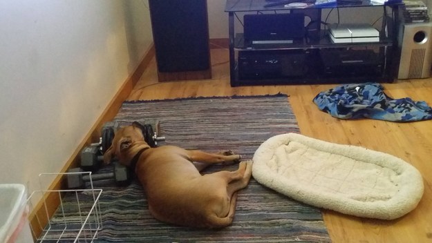 This dog who didn't notice his bed, two inches away: