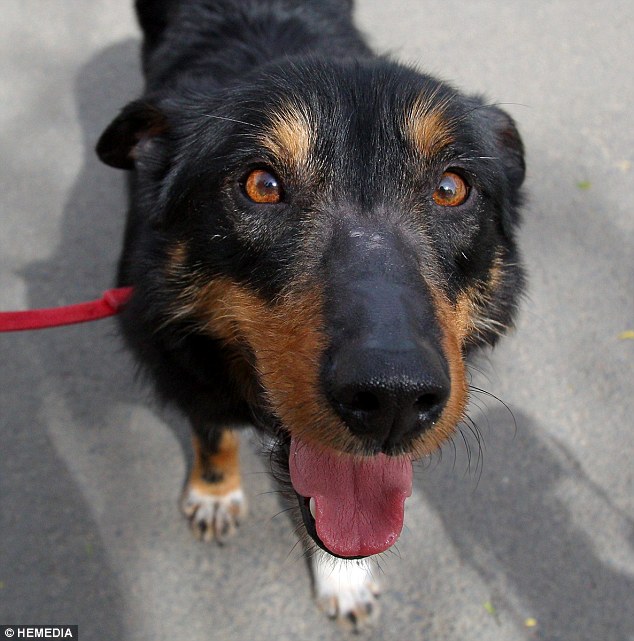 Top dog: Collie cross, Sid, has been reuinted with his owner after he got lost on England's highest mountain