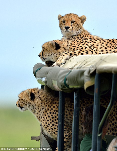 A group of tourists had been tracking the cheetahs for several days, including the clan's well-known mother, Malaika.