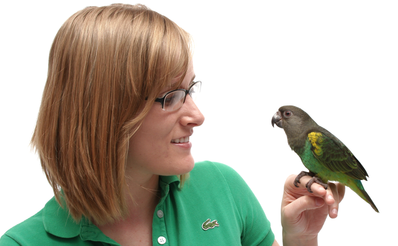 Meyer's parrot