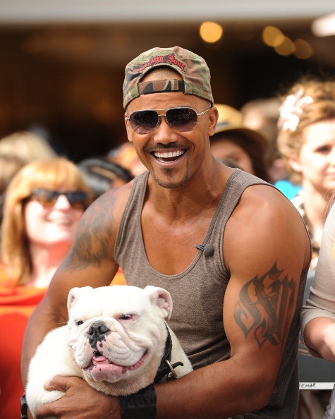 shemar moore bulldog