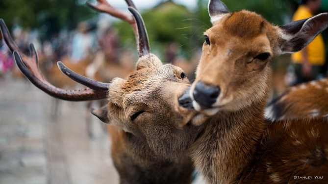 11. A deer and a doe kiss and a couple of dogs are licking of