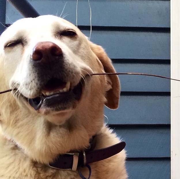 This dog who is happy despite the fact that he could only find a small stick to chew on.