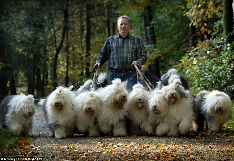 Mr Bol walks Sophie and Sarah and a host of other Old English Sheepdogs through the countryside near to his home in the Netherlands 