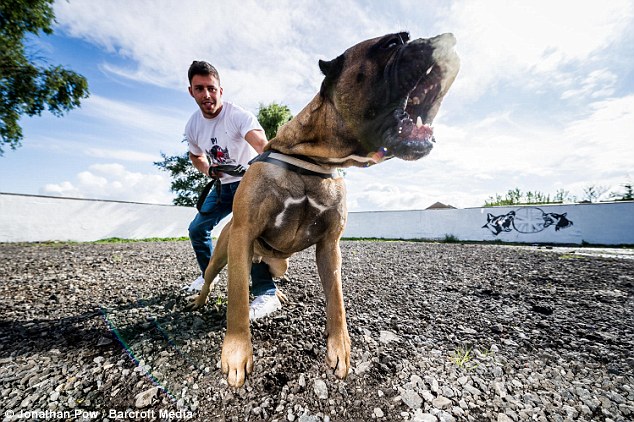 The ferocious canines have been sold to VIP clients including Premier League footballers and foreign dignitaries