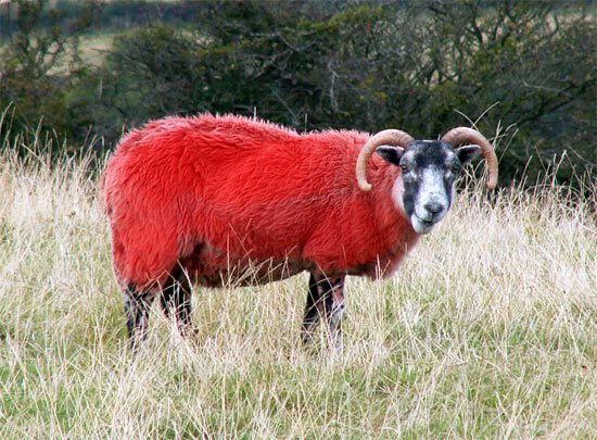 red-sheep-2
