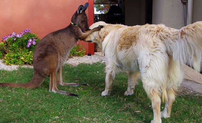 Kangaroo Dog