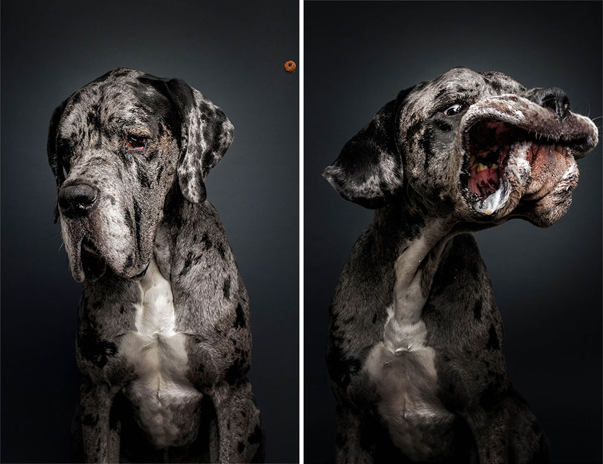 funny-dogs-catching-food-fotos-frei-schnauze-christian-vieler-22