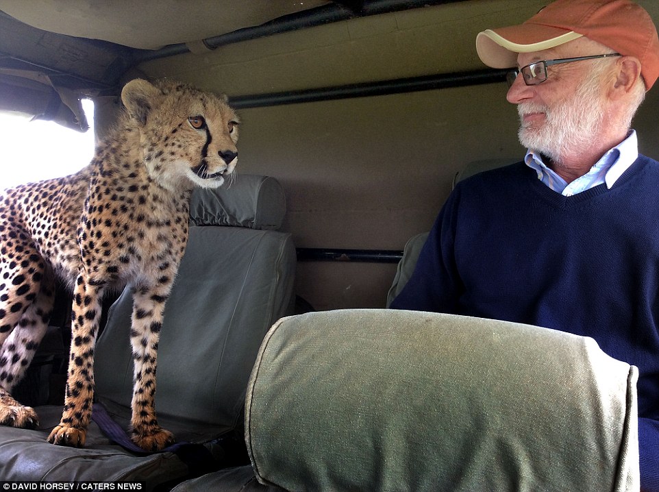 At first, the cheetah simply looked at Irish tourist Mickey McCaldin curiously, but then it moved closer as if to curl up on his lap