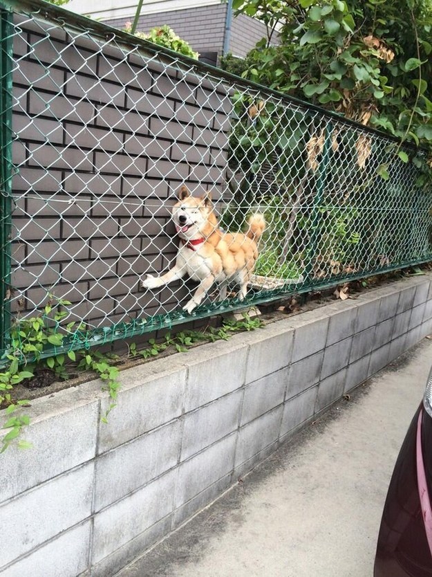 This dog who really wanted to see what was on the other side of the fence: