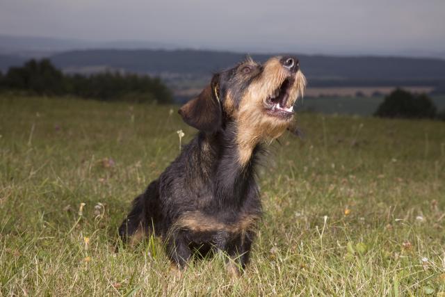 howling dachshund dog - Simone Mueller/The Image Bank/Getty Images