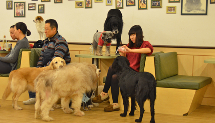 Bau House Dog Cafe In Seoul