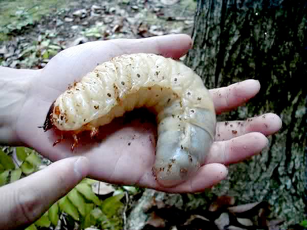 A Grub From Your Nightmares and the Beetle of the Gods: One and the Same