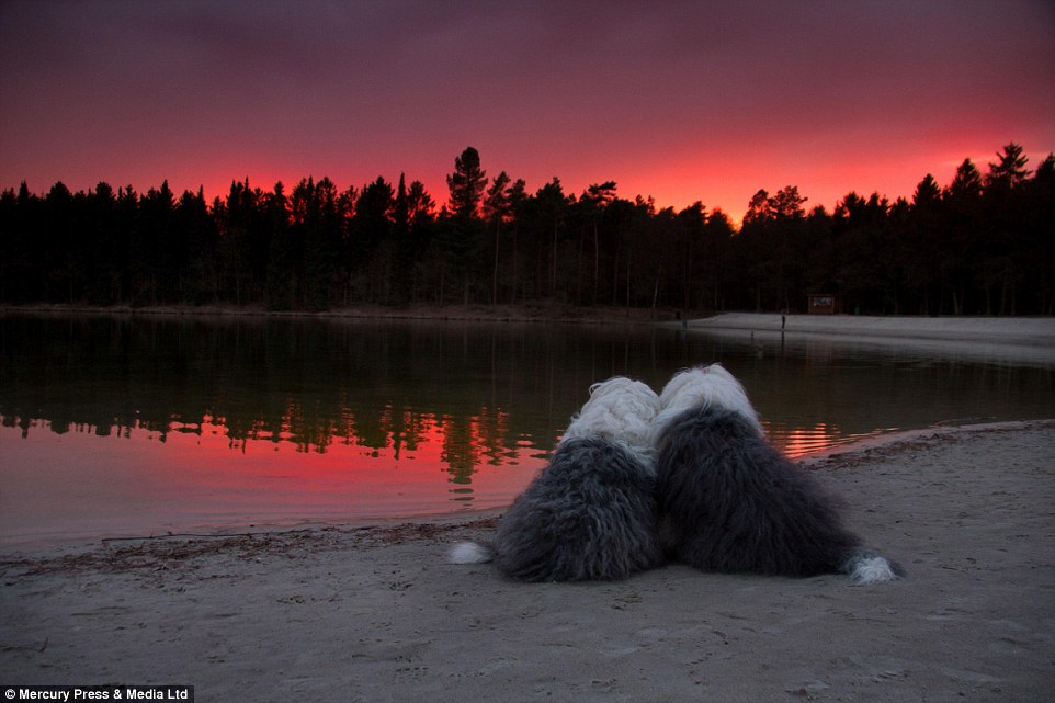 Old English sheepdogs Sophie and Sarah huddle together to watch the sun go down in a picture taking by their Dutch owner Cees Bol 