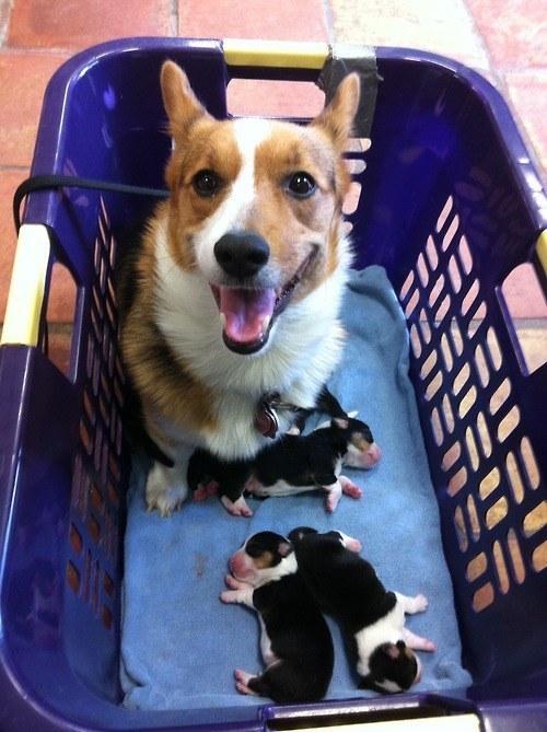 This basket of slumbering corgi puppies is here to soothe you.
