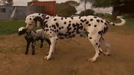 19 Facts That Prove Animals Have Souls
