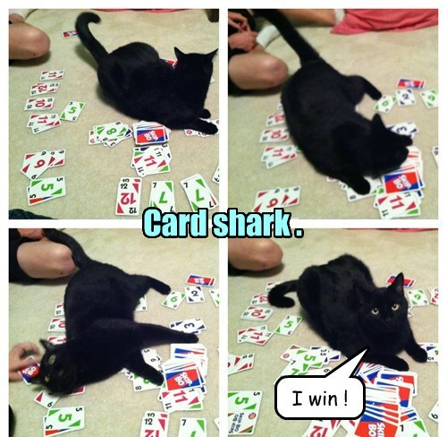 basement cat,cards,Cats,black cat