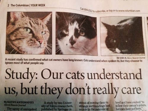 i dont care,news,Cats,seems legit