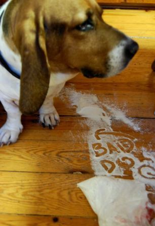 Bad Dogs With Naughty And Stupid Habits Seen On <a href=