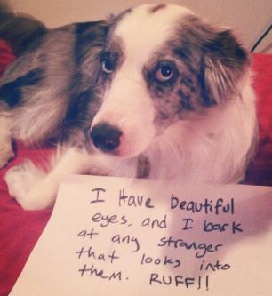 Bad Dogs With Naughty And Stupid Habits Seen On <a href=