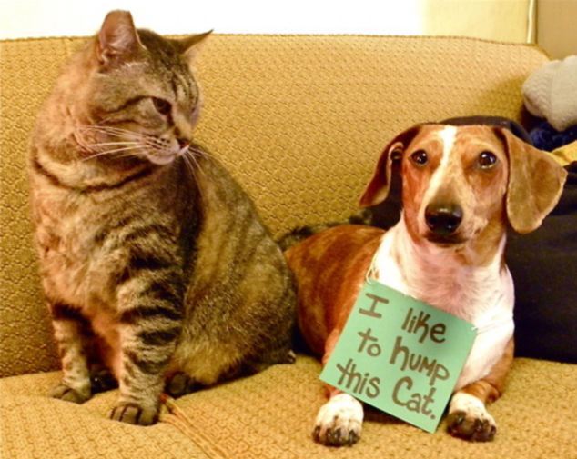 Bad Dogs With Naughty And Stupid Habits Seen On <a href=