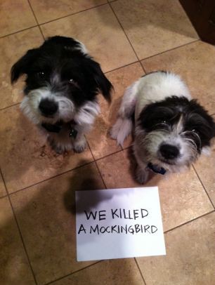 Bad Dogs With Naughty And Stupid Habits Seen On <a href=