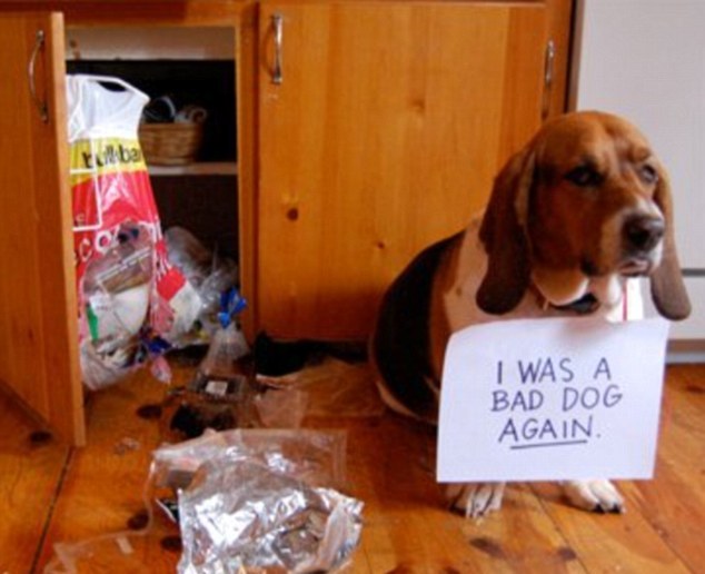 Bad Dogs With Naughty And Stupid Habits Seen On <a href=