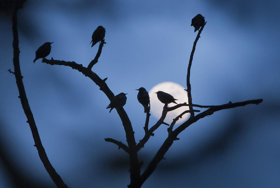 A study found that about 90 percent of a decline occurred in the most common bird species, including grey partridges, skylarks, sparrows and starlings